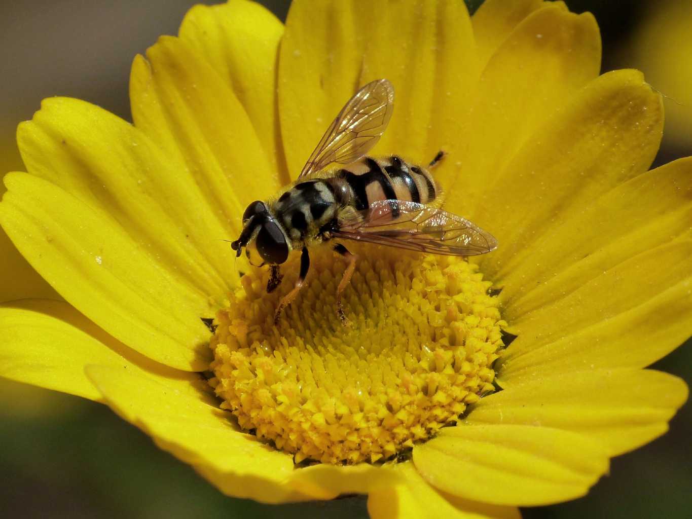 Myathropa in deposizione